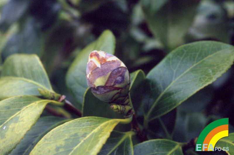 Cosetacus camelliae >> Cosetacus camelliae - Detalle de capullo afectado.jpg